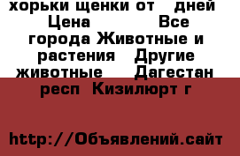 хорьки щенки от 35дней › Цена ­ 4 000 - Все города Животные и растения » Другие животные   . Дагестан респ.,Кизилюрт г.